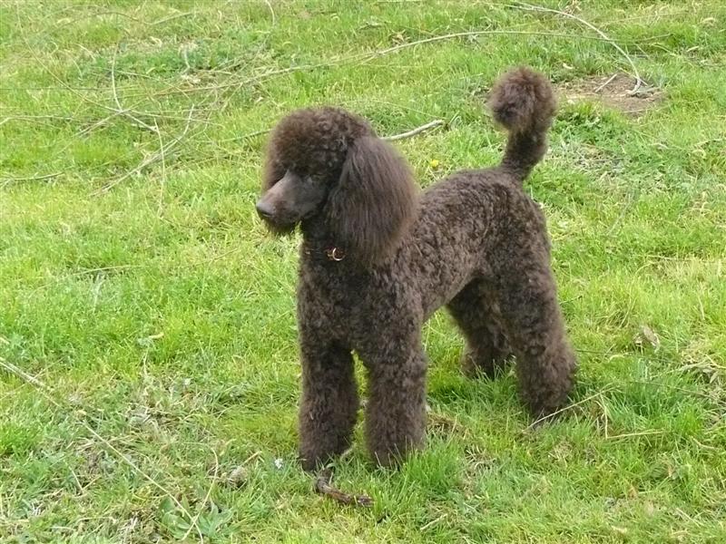 Cachou de Yupendi