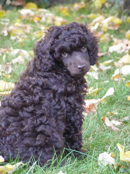 Photos chiots rigolottes !