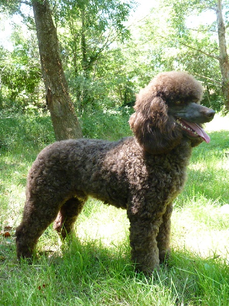 Floyd de Yupendi