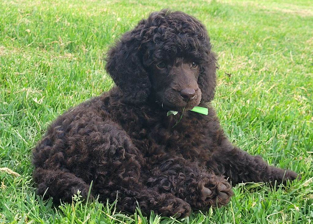 de Yupendi - Chiots disponibles - Caniche