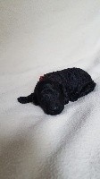 CHIOT