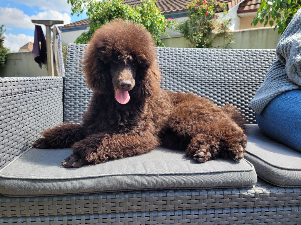 de Yupendi - Caniche - Portée née le 16/11/2022